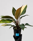 Philodendron 'Rojo Congo Variegated'