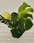 Monstera deliciosa Variegata