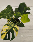 Monstera deliciosa Variegata