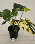 Monstera deliciosa Variegata
