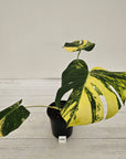 Monstera deliciosa Variegata