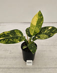 Philodendron Green Congo Variegata 'Congo Nuclear' 125mm