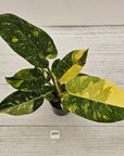 Philodendron Green Congo Variegata 'Congo Nuclear' 125mm