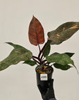 Philodendron 'Orange Princess'
