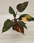 Philodendron 'Orange Princess'