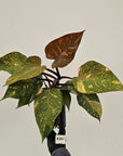 Philodendron 'Orange Princess'