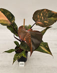 Philodendron 'Orange Princess'