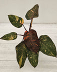 Philodendron 'Orange Princess'