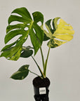 Monstera deliciosa Variegata