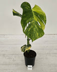 Monstera deliciosa Variegata