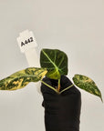 Alocasia reginula 'Black Velvet variegata'- Bare Bottom Baby