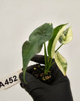 Alocasia 'Simpo' Albo Variegata- Bare Bottom Baby
