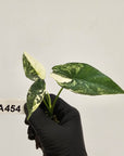 Alocasia 'Simpo' Albo Variegata- Bare Bottom Baby