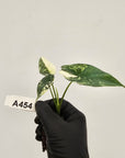 Alocasia 'Simpo' Albo Variegata- Bare Bottom Baby