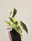 Alocasia 'Simpo' Albo Variegata- Bare Bottom Baby