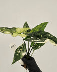 Alocasia 'Simpo' Albo Variegata- Bare Bottom Baby