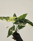 Alocasia 'Simpo' Albo Variegata- Bare Bottom Baby