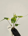Alocasia macrorrhizos Sting Ray Aurea Variegata - Bare Bottom Baby