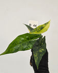 Alocasia ‘Simpo Aurea’ Variegata - Bare Bottom Baby
