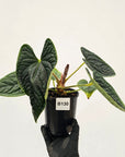 Anthurium Luxurians - SALE