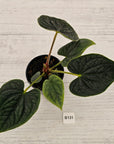 Anthurium Luxurians - SALE