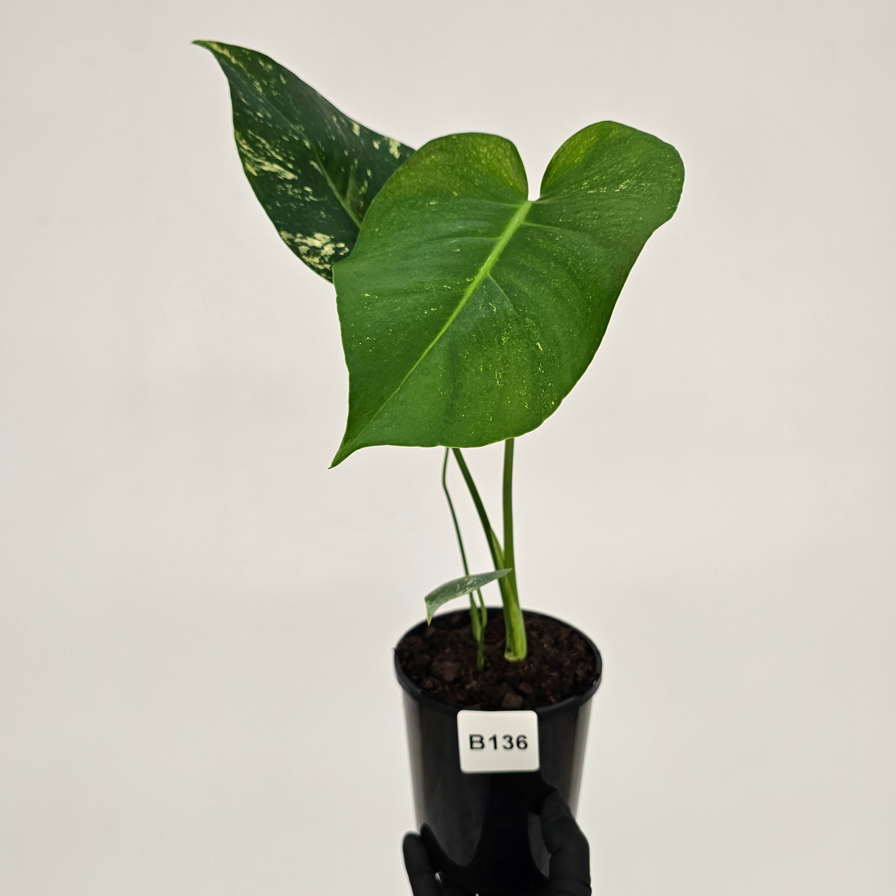 Monstera Deliciosa 'Mint' – Enliven Plants