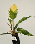 Philodendron serratum Caramel Marble