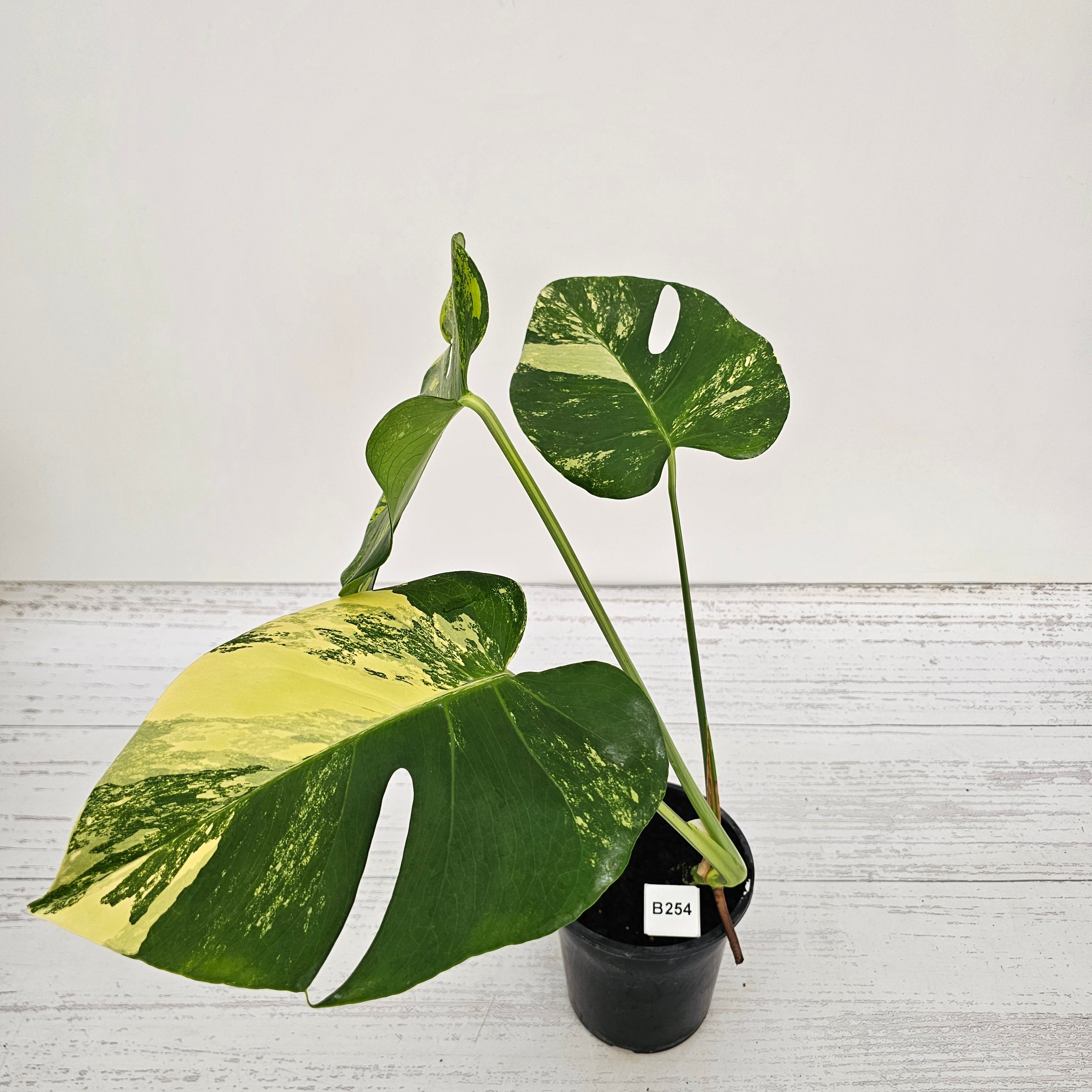 GM】H442 モンステラ デリシオーサ バルバソウル 斑入り Monstera