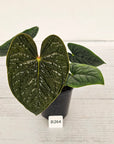 Anthurium Luxurians - SALE