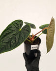 Anthurium Luxurians - SALE