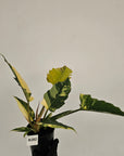 Philodendron serratum Caramel Marble