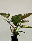 Philodendron serratum Caramel Marble