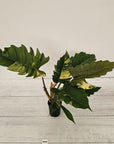 Philodendron serratum Caramel Marble