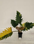 Philodendron serratum Caramel Marble