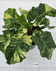 Alocasia odora x portei Low Rider Variegata