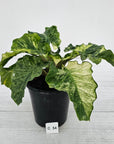 Alocasia odora x portei Low Rider Variegata