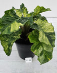 Alocasia odora x portei Low Rider Variegata