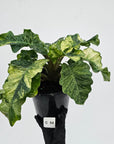 Alocasia odora x portei Low Rider Variegata