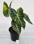 Alocasia Pink Dragon 'Variegata'
