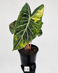 Alocasia Pink Dragon 'Variegata'