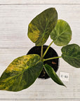 Alocasia ‘wentii’ Variegated
