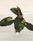 Alocasia macrorrhizos 'plumbea Variegata'