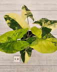 Syngonium podophyllum Gold