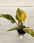 Philodendron erubescens Strawberry Shake