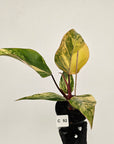 Philodendron erubescens Strawberry Shake
