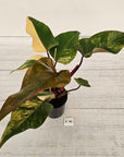 Philodendron erubescens Strawberry Shake