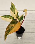 Philodendron erubescens Strawberry Shake