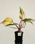 Philodendron erubescens Strawberry Shake