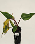 Philodendron erubescens Strawberry Shake