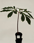 Amorphophallus atroviridis Voodoo Lilly - SALE